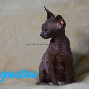 Augustus Sphynx Kitten