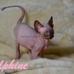 Delphine California Sphynx Kitten Cattery