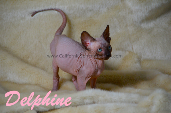 Delphine California Sphynx Kitten Cattery