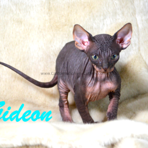Gideon Sphynx Kitten