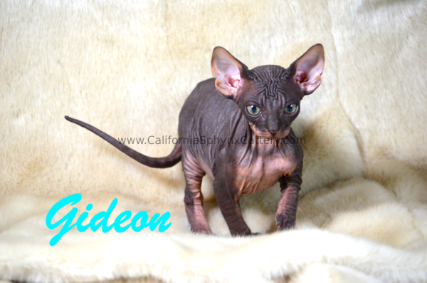 Gideon Sphynx Kitten