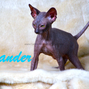 Evander Sphynx Kitten