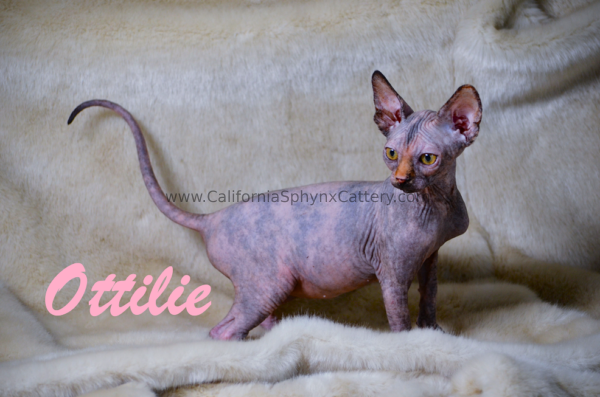 Ottilie California Sphynx Kitten Cattery