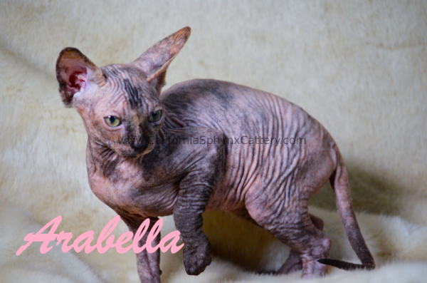 Arabella California Sphynx Kitten Cattery