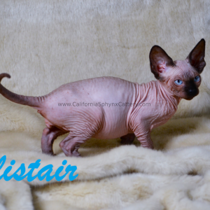 Alistair California Sphynx Kitten Cattery