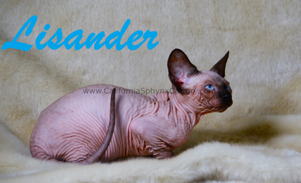 Lisander California Sphynx Kitten Cattery