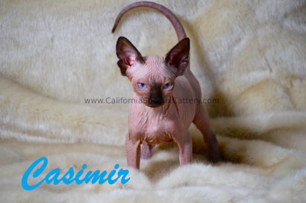 Casimir California Sphynx Kitten Cattery