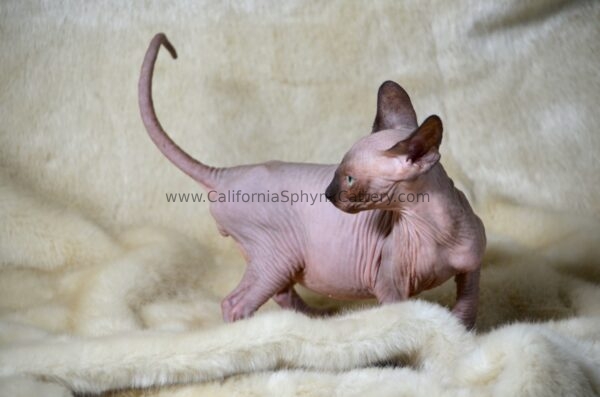 Lisander California Sphynx Kitten Cattery