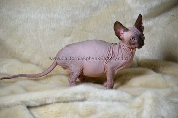 Delphine California Sphynx Kitten Cattery