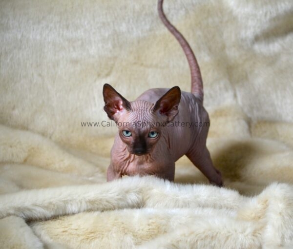 Delphine California Sphynx Kitten Cattery