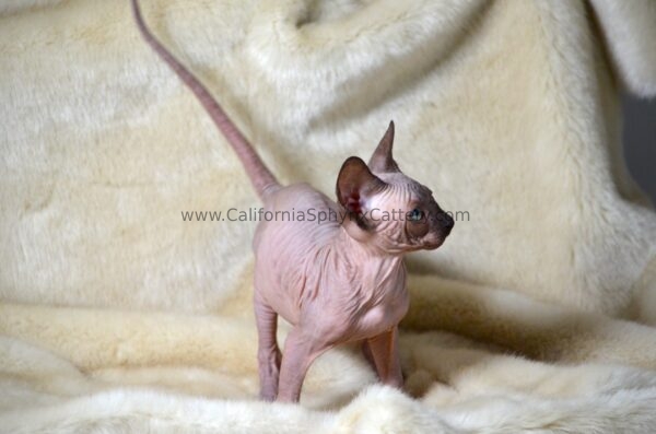 Delphine California Sphynx Kitten Cattery