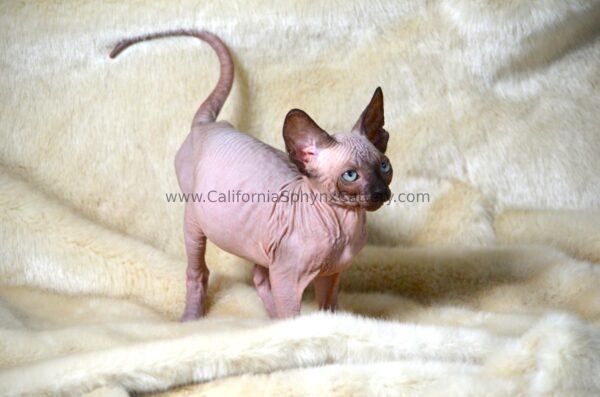 Delphine California Sphynx Kitten Cattery