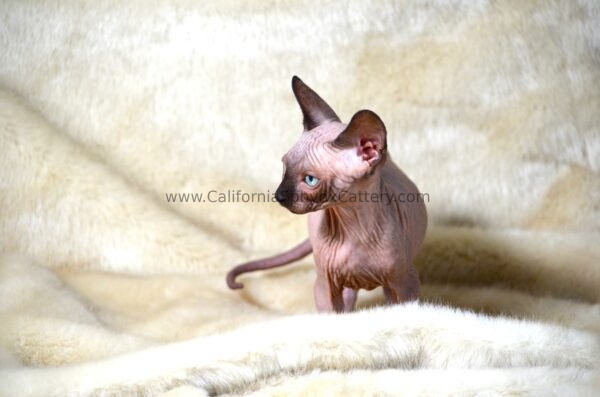 Delphine California Sphynx Kitten Cattery