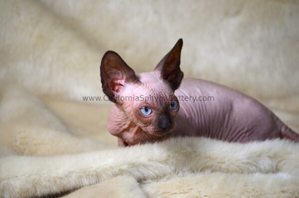 Delphine California Sphynx Kitten Cattery