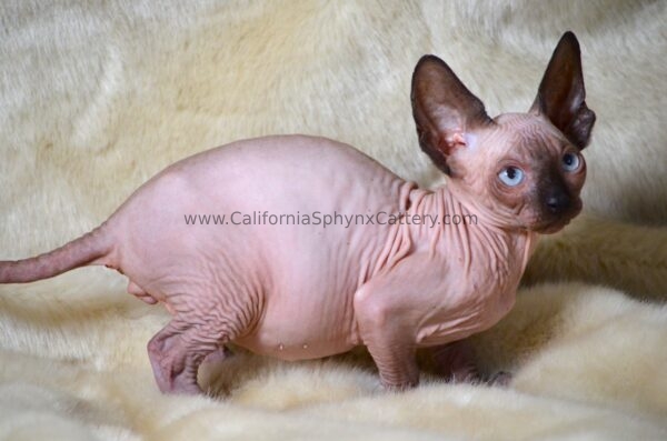 Casimir California Sphynx Kitten Cattery