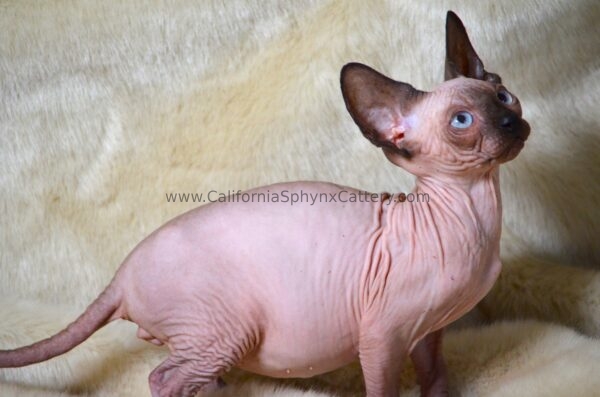 Casimir California Sphynx Kitten Cattery