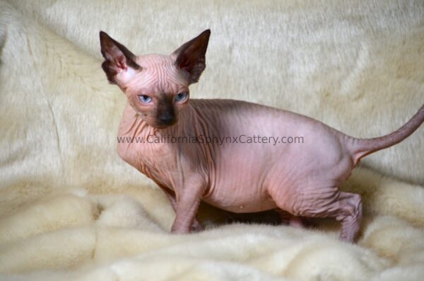 Casimir California Sphynx Kitten Cattery