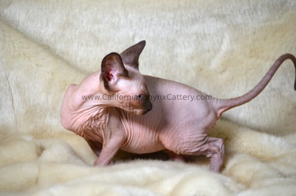 Casimir California Sphynx Kitten Cattery