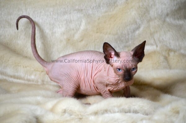 Casimir California Sphynx Kitten Cattery