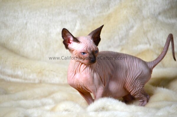 Casimir California Sphynx Kitten Cattery