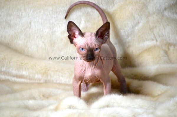 Casimir California Sphynx Kitten Cattery