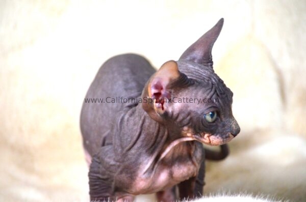 Gideon Sphynx Kitten