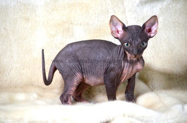 Gideon Sphynx Kitten