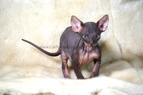 Gideon Sphynx Kitten