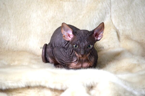 Gideon Sphynx Kitten