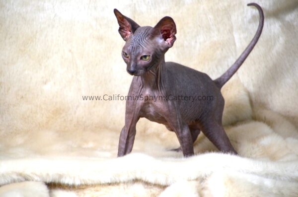 Evander California Sphynx Kitten Cattery