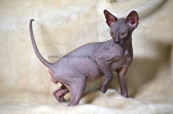 Evander California Sphynx Kitten Cattery