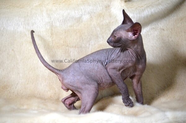 Evander California Sphynx Kitten Cattery