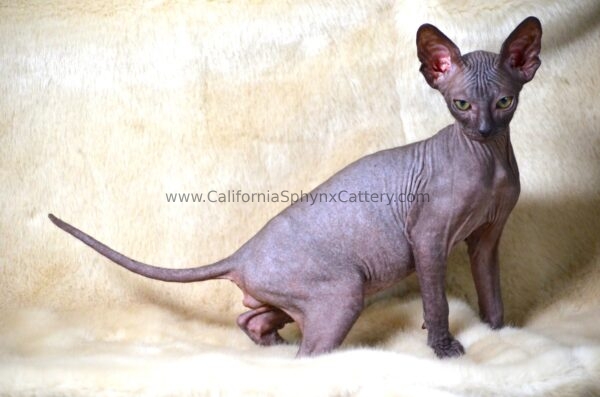 Evander California Sphynx Kitten Cattery