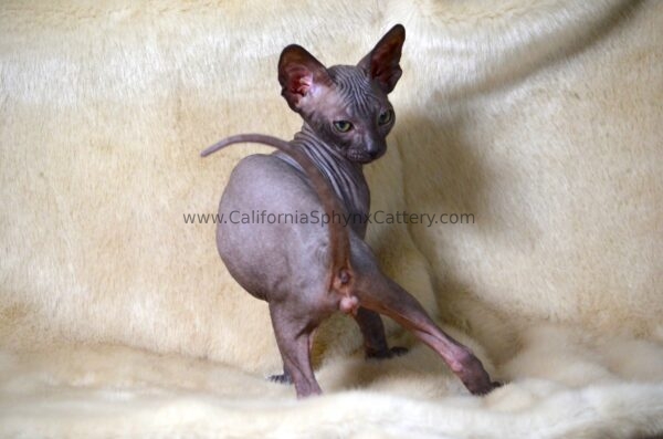 Evander California Sphynx Kitten Cattery