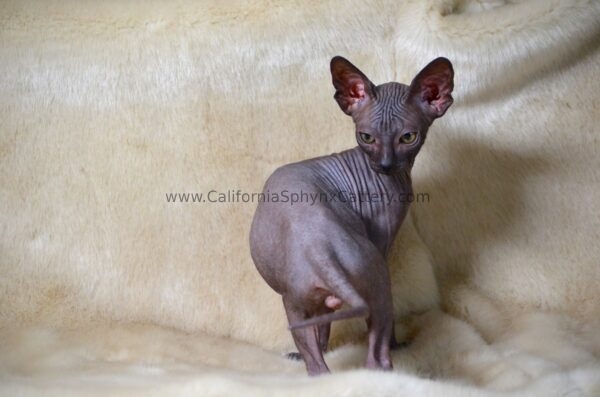 Evander California Sphynx Kitten Cattery