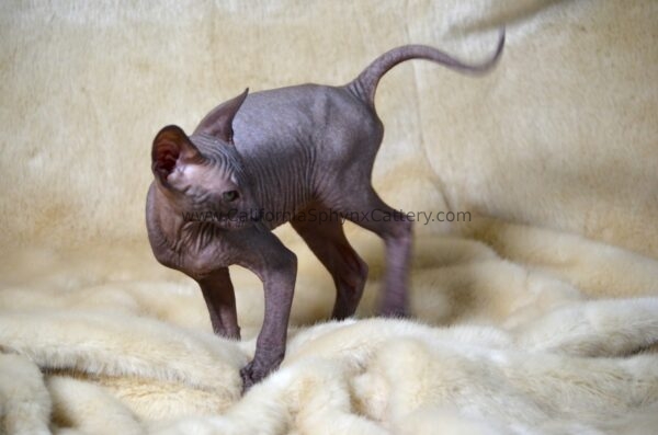 Evander California Sphynx Kitten Cattery