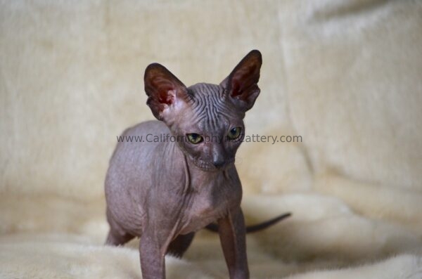 Evander California Sphynx Kitten Cattery