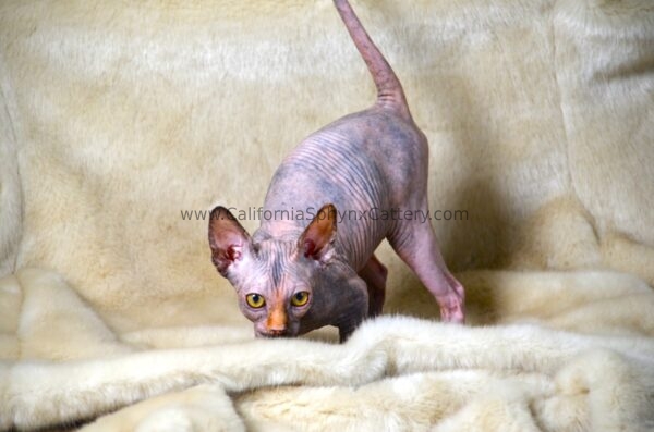 Ottilie California Sphynx Kitten Cattery