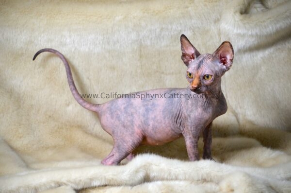 Ottilie California Sphynx Kitten Cattery