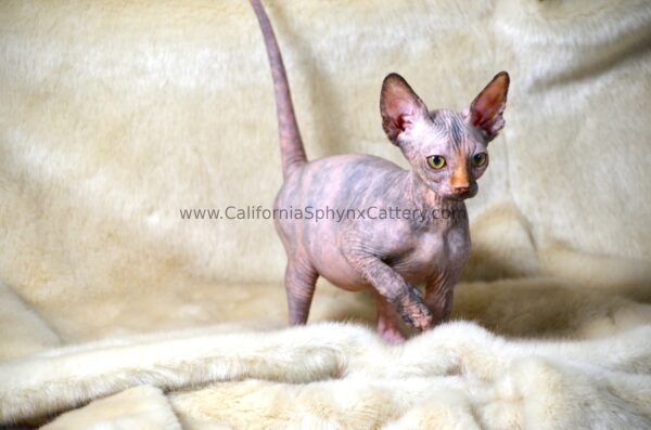 Ottilie California Sphynx Kitten Cattery