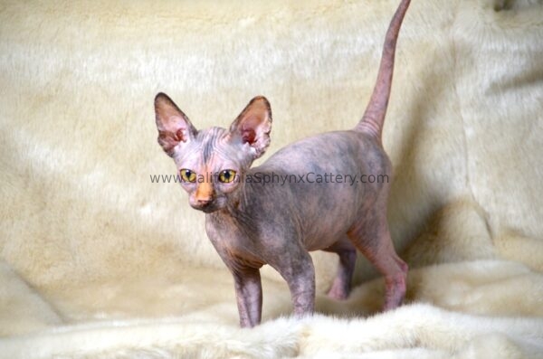 Ottilie California Sphynx Kitten Cattery