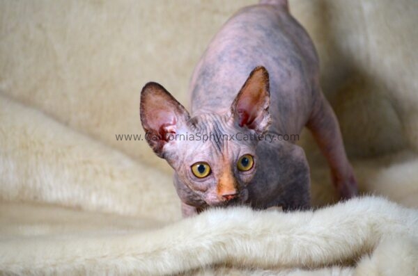 Ottilie California Sphynx Kitten Cattery