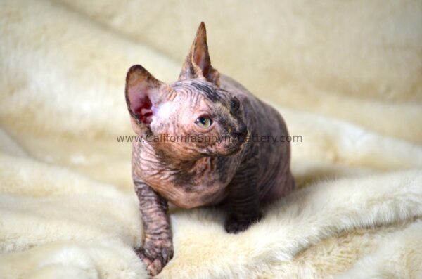 Arabella California Sphynx Kitten Cattery