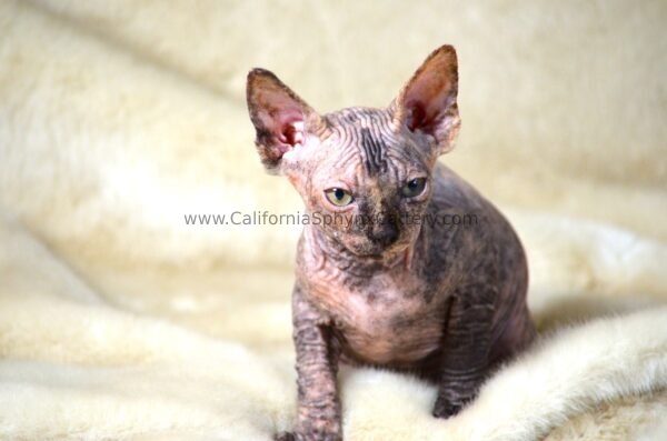 Arabella California Sphynx Kitten Cattery