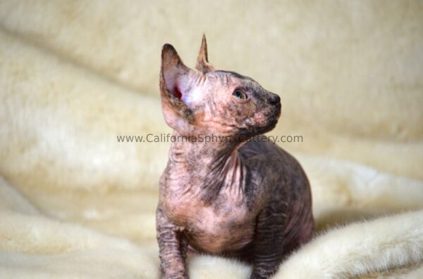 Arabella California Sphynx Kitten Cattery