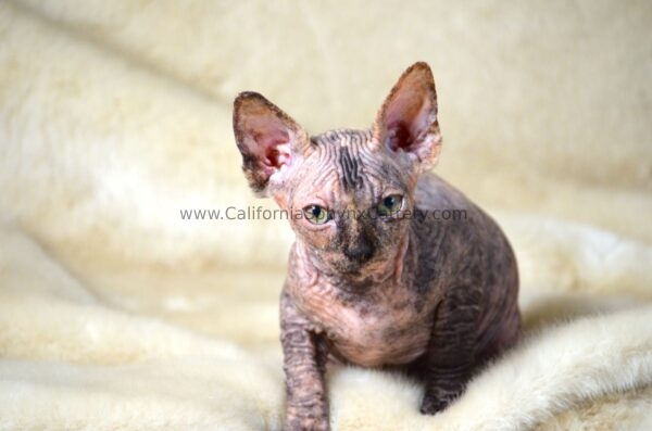 Arabella California Sphynx Kitten Cattery