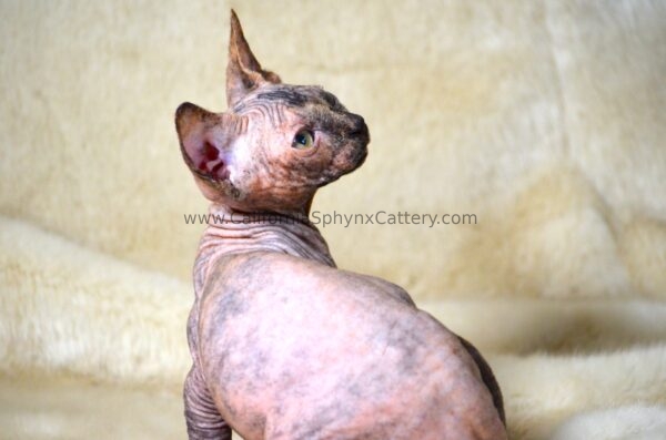 Arabella California Sphynx Kitten Cattery