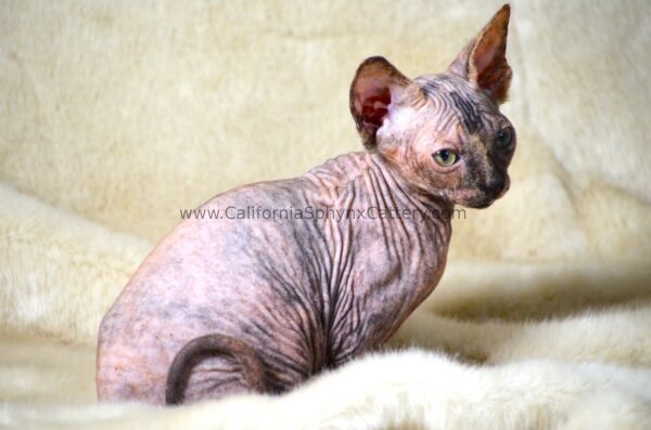 Arabella California Sphynx Kitten Cattery