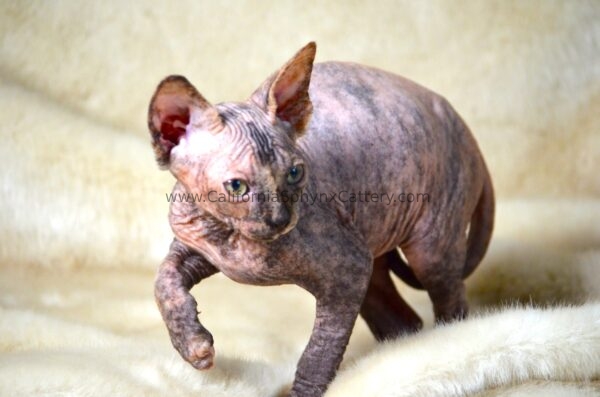 Arabella California Sphynx Kitten Cattery