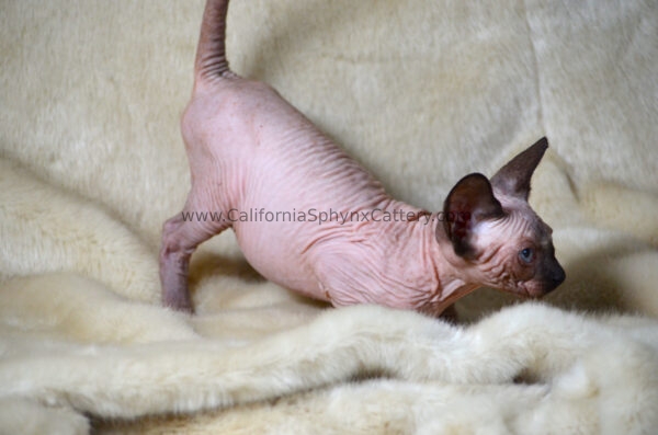 Alistair California Sphynx Kitten Cattery